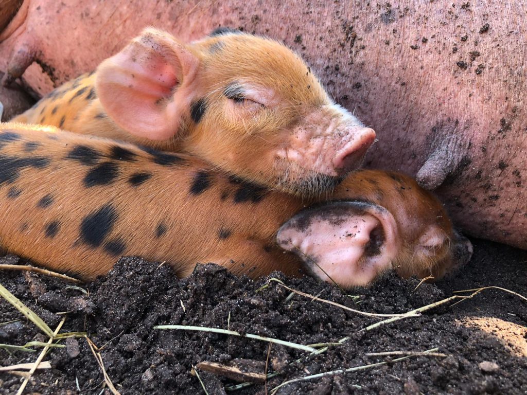 Credit: Battersea Park Children's Zoo