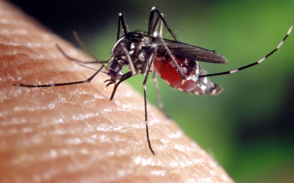 mosquito