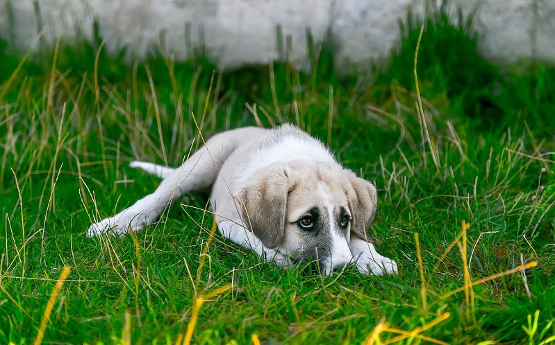 White puppy lying down on the grass