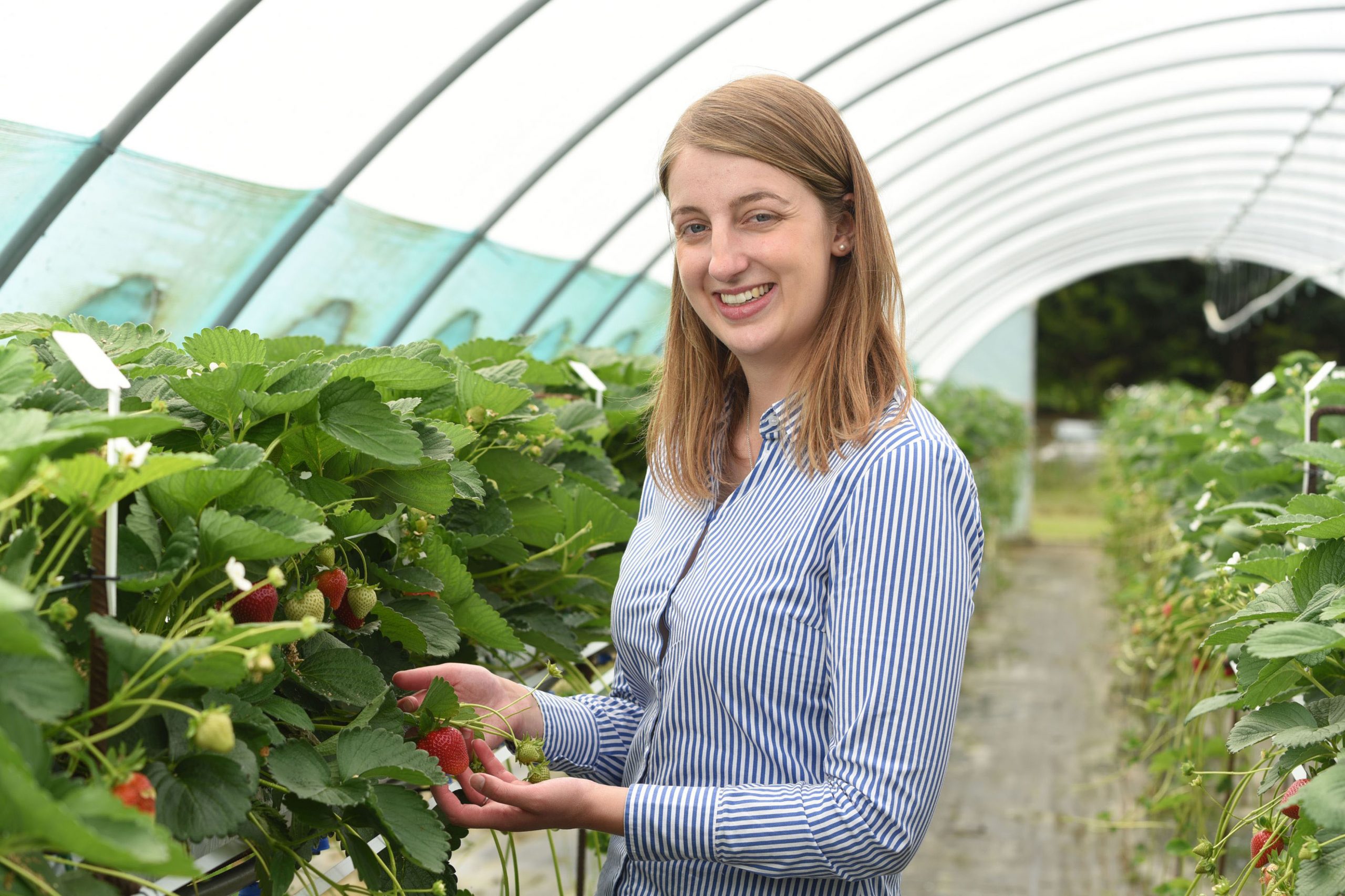Berry nice job! Strawberry breeder gets paid to travel world to create