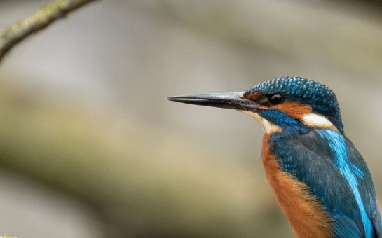 A kingfisher sits on a perch along the River Wandle in south London.