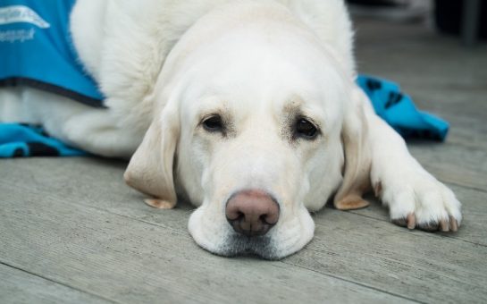 white guide dog