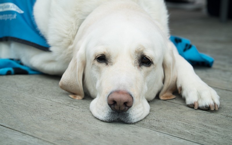 white guide dog