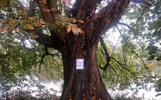 One of the historic trees in Orleans Gardenswith a notice pinned announcing plans to pollard