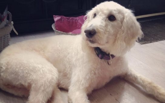 White Labradoodle sat in shop reception