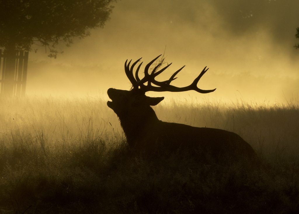 Stag in Bushy Park