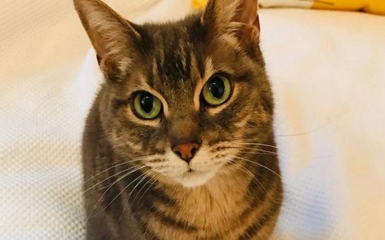 Clementine the Cat