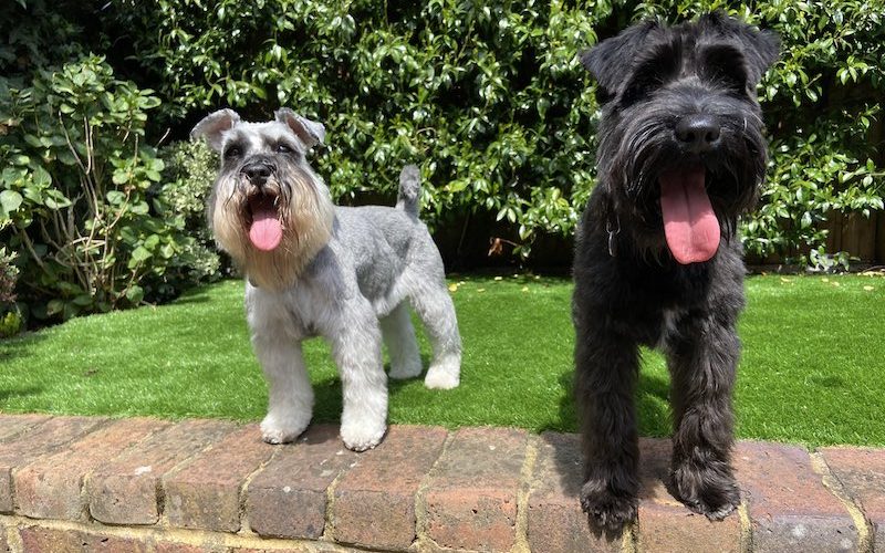 Mark Jones' Schnauzers, Noodle and Scribble