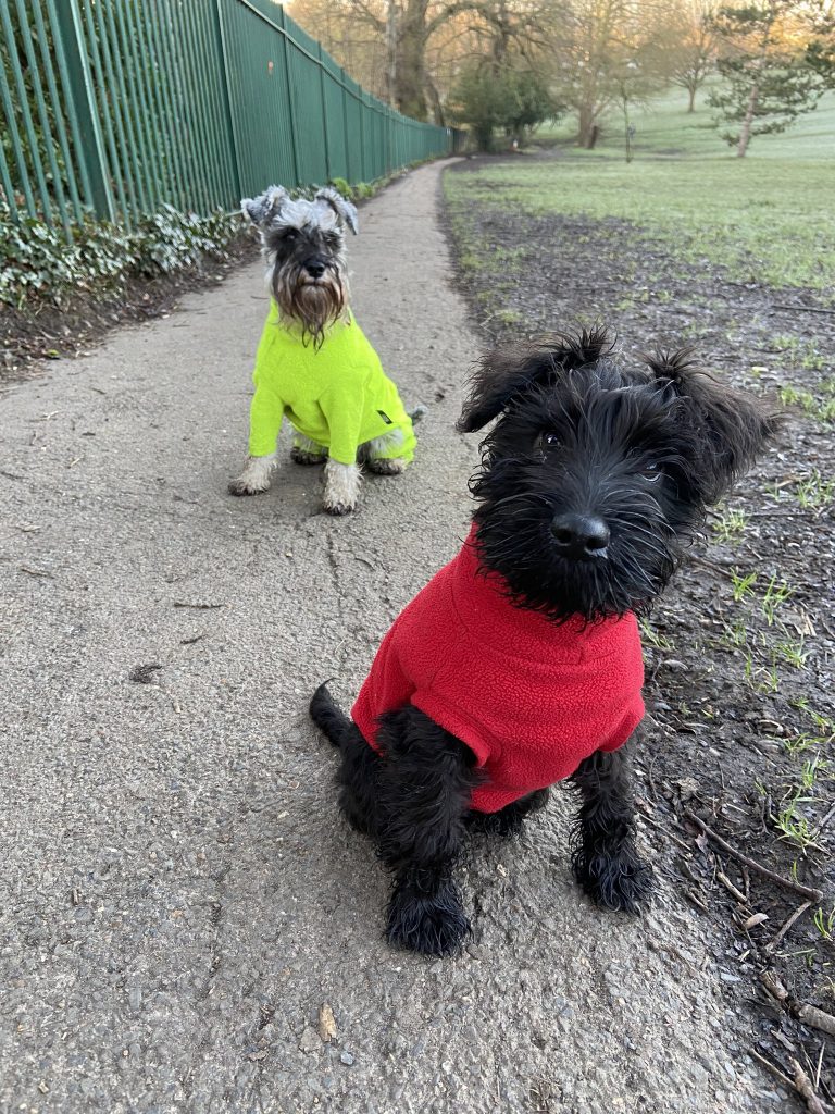 Schnauzers Noodle and Scribble