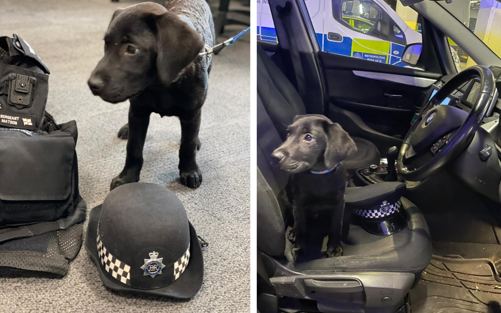 Two pictures of Opie at Hammersmith Police Station. One shows him posing with a police hat and the other sitting in the police car.