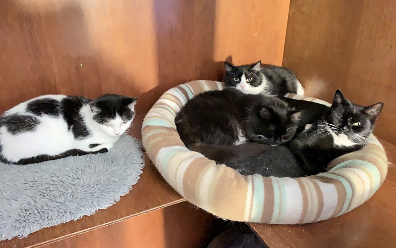four of the cats rescued in croydon