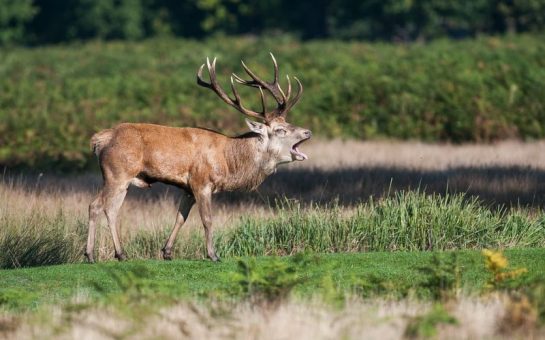 antlered stag