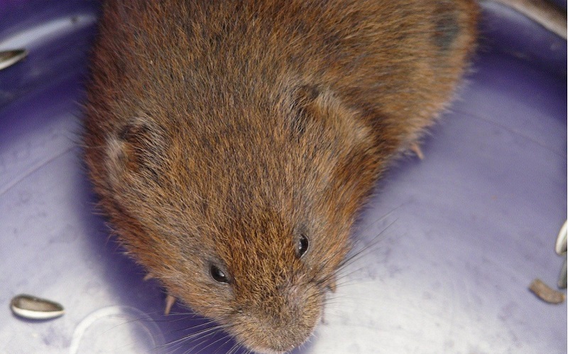 A picture of a water vole