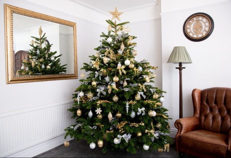 Don’t put your Christmas tree up yet warns Christmas tree expert