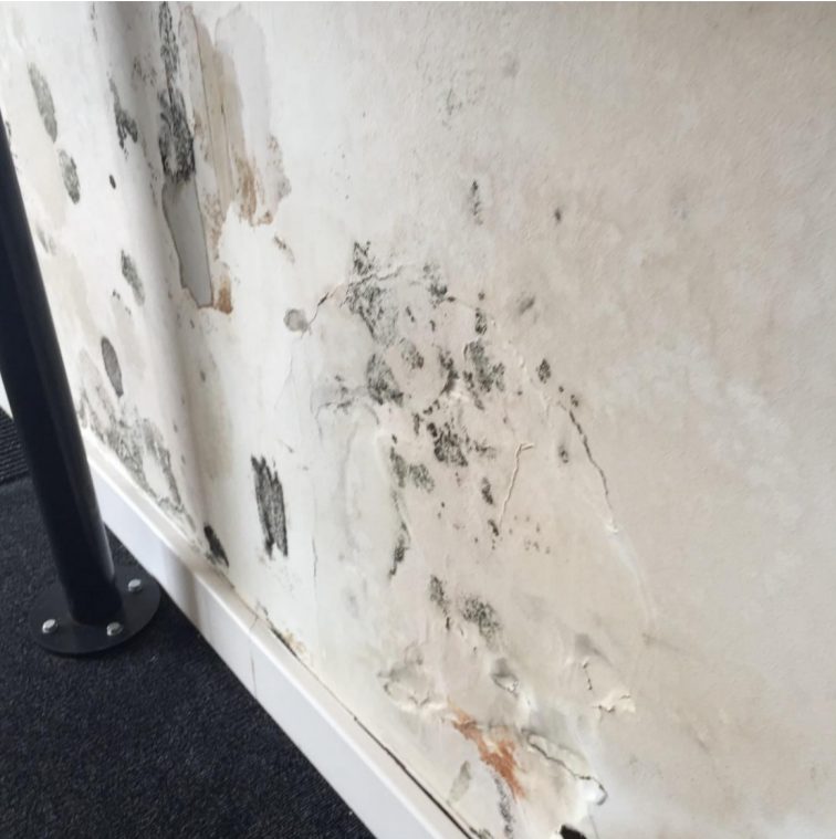 Mould on the walls of Meadows entrance lobby in 2016