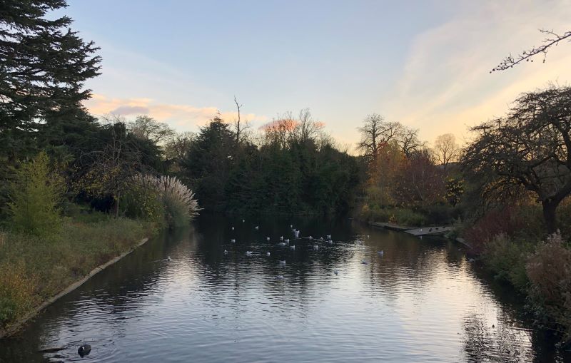 The lake in Ravenscourt Park surrounded by trees