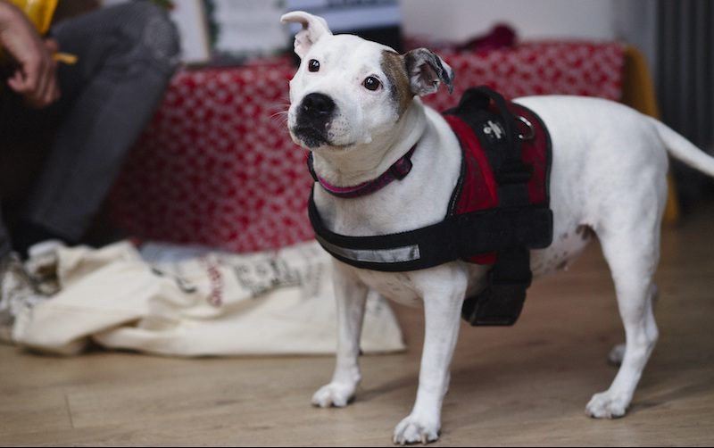 Dogs deals trust gifts