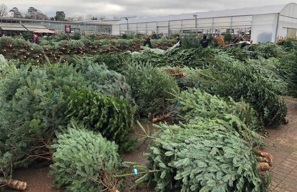 Pile of Christmas trees highlighting one of the environmental impacts of Christmas