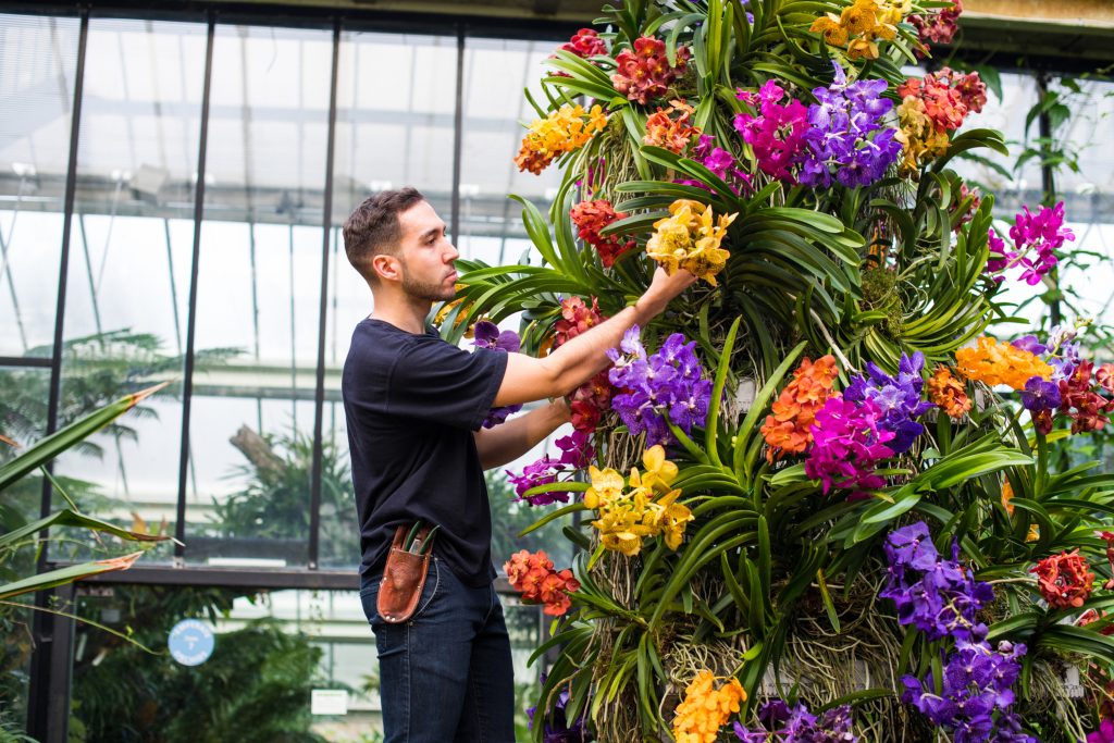alberto organising colourful orchids