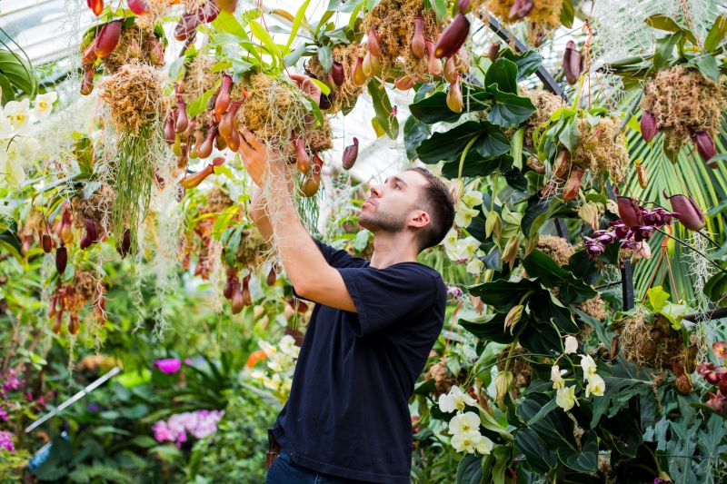 man organising orchids