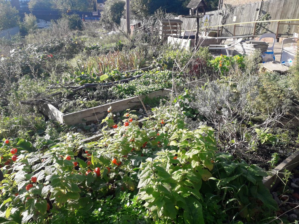 Several rows of vegetable beds with a large variety of plants growing in them.