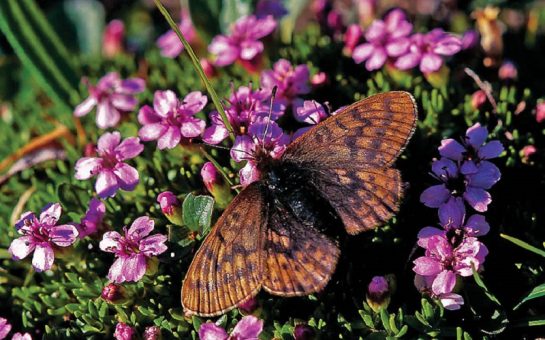 butterfly on flowers