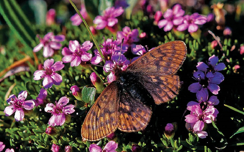 butterfly on flowers