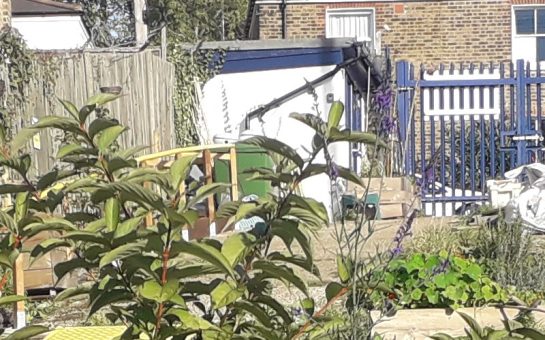 A plant in the foreground and vegetable beds in the middl ground, with the garden's gate in the background