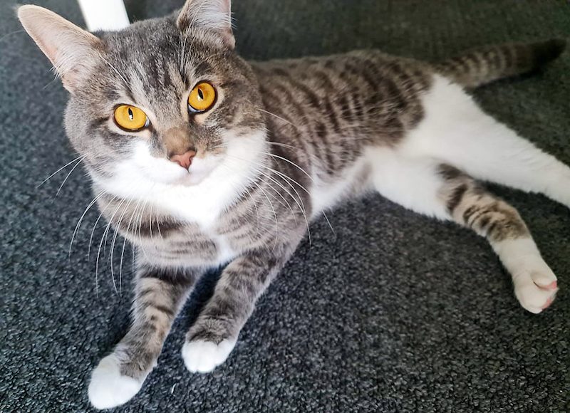ben the cat