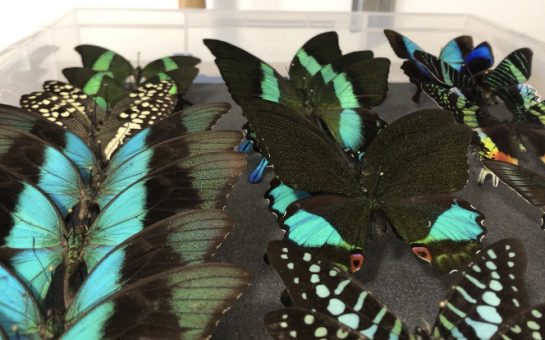 Butterflies that have been dried and are ready to be put on display