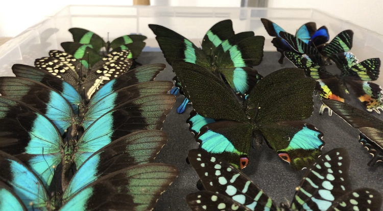 Butterflies that have been dried and are ready to be put on display