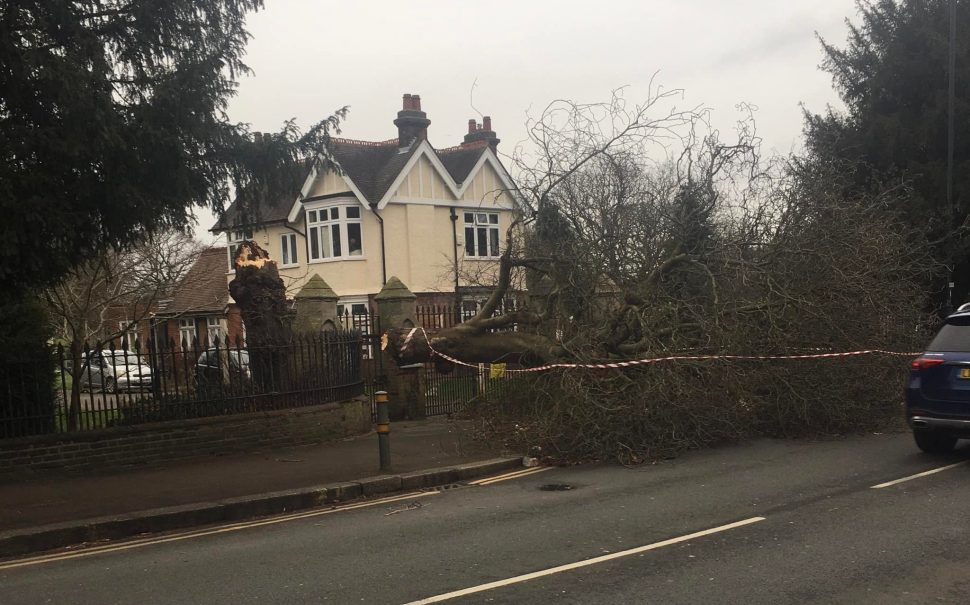 Exterior of tree fallen at Gap Road Cemetery in Wimbledon