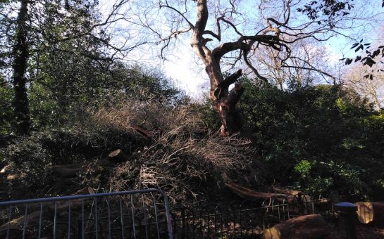 Strawberry Tree of Battersea Damaged by Storm Eunice