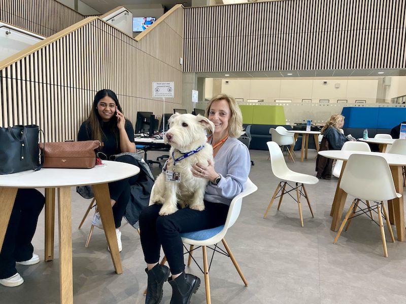 Therapy Dog Fred sits on lap of owner Tina Ball at Richmond-Upon-Thames College 