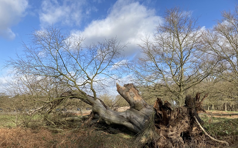 An uprooted beech