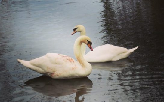 Wayne and Darcey at Miller’s pond in the aftermath of the attack.