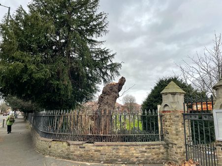 Exterior picture of the 62-year-old tree now