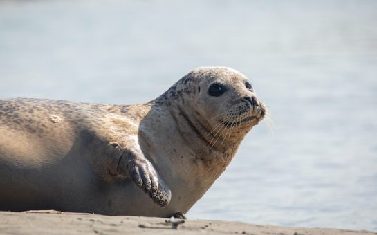 Seal resting on river bank