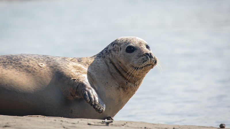 Seal resting on river bank