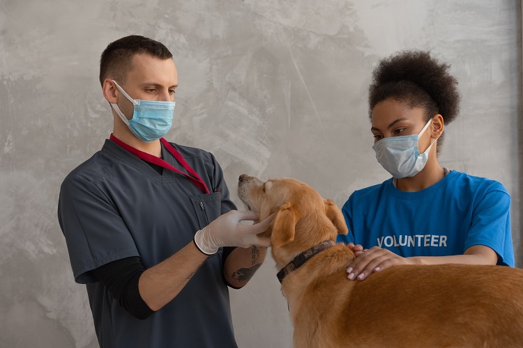 Animal rescue costs in London up more than 50% since 2016 Animal rescue costs in London up more than 50% since 2016