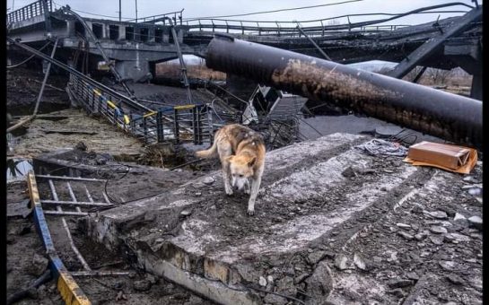 A dog wanders around in the chaos aftera bridge was blown up