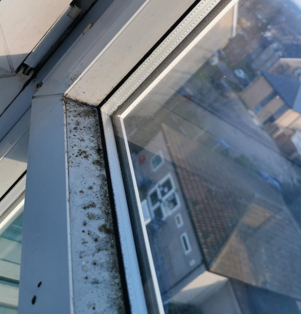 Picture of mould on a window at regina road