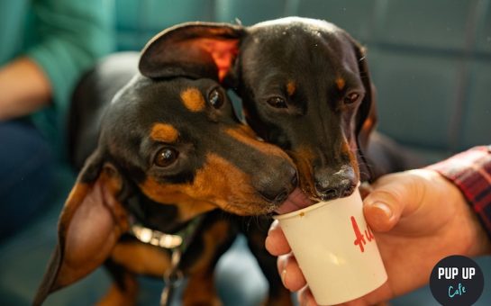 a Dachshund sips its puppucino