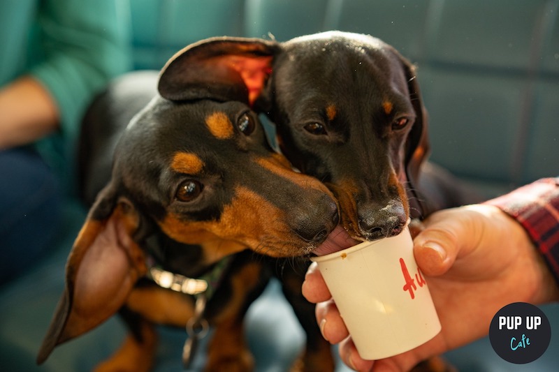 a Dachshund sips its puppucino