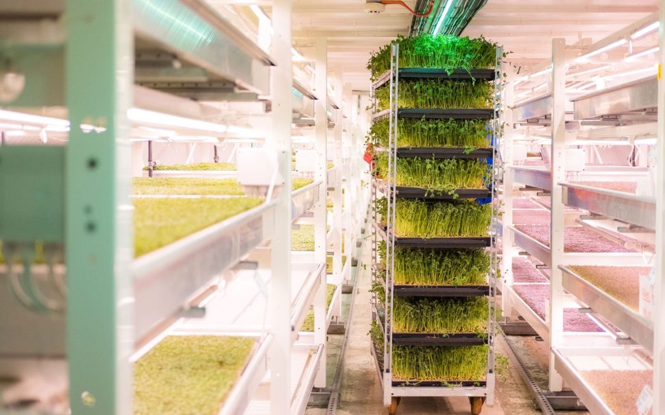 picture of the crops sustainably farmed by Growing Underground in the war tunnels such as pea shoots