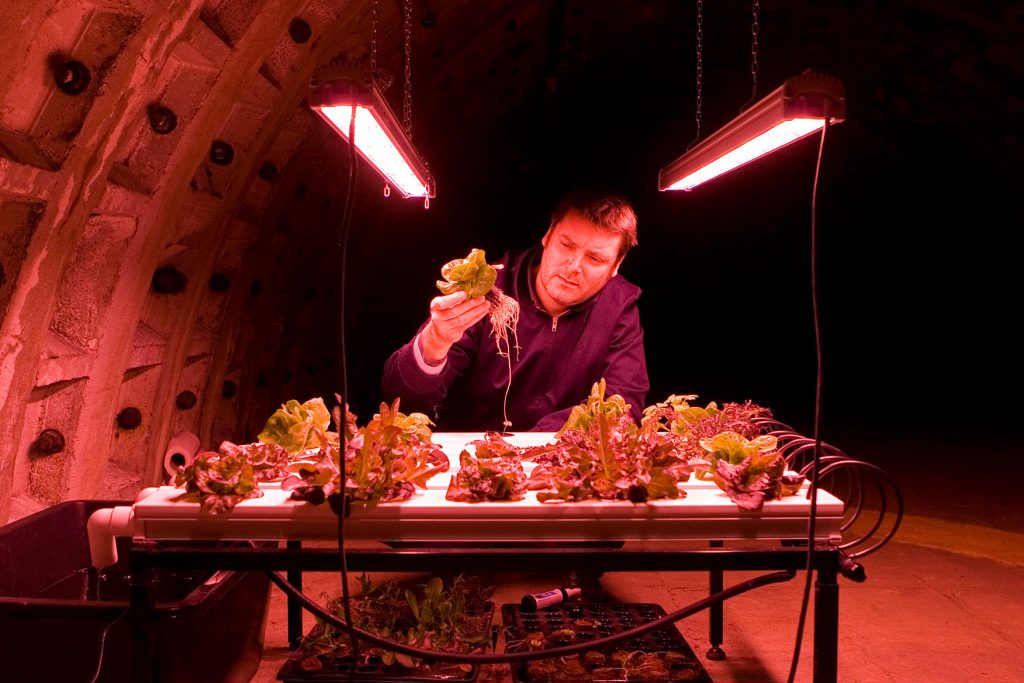 Richard Ballard, founder of Growing Underground, examines his first sustainable farming crop in the London war tunnels where they are based