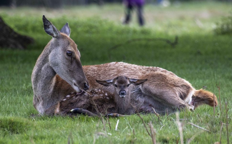 Deer in a park