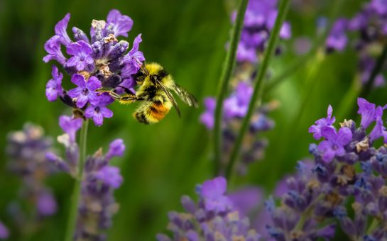 Bee on lavender. Credit: Jenna Lee, Unsplash