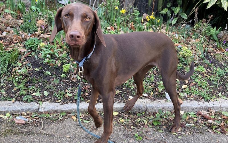 Ethel is an 18-month-old Weimaraner-cross who has been rehomed by All Dogs Matter