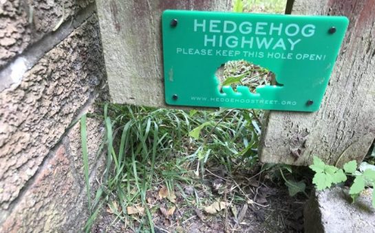 A hole in a fence as part of the hedgehog highway